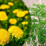 Portulaca, wheatgrass, ragweed: πώς να απαλλαγείτε από τα ζιζάνια στον