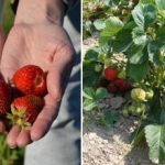 Γιατί είναι καλύτερο να φυτεύετε φράουλες το φθινόπωρο: έχουν οριστεί