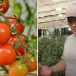 Γιατί οι ντομάτες “κολλάνε” στην ανάπτυξη: κρυφοί λόγοι και πώς