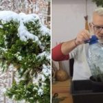 Μπορείτε να αναπτύξετε ένα δέντρο ερυθρελάτης από ένα κλαδί: οδηγίες
