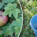 Να αφαιρέσετε ή όχι: τι να κάνετε με τα σάπια