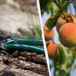 Πότε είναι καλύτερο να κλαδεύετε τα δέντρα – το φθινόπωρο