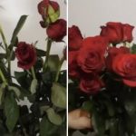 Πώς να αναζωογονήσετε τα μαραμένα τριαντάφυλλα: ένα μικρό κόλπο για