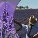 Πώς να μεγαλώσετε 20 νέους θάμνους λεβάντας από έναν θάμνο